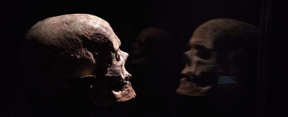 Cette image sert de bannière à l'article, il s'agit d'un crâne d'homme préhistorique.